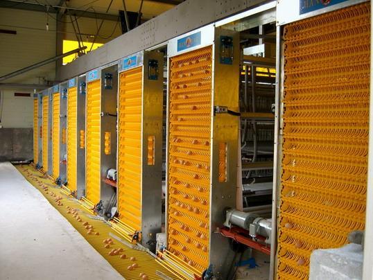 高效智能養(yǎng)殖新篇章 探秘自動(dòng)集蛋系統(tǒng)與計(jì)算機(jī)系統(tǒng)集成